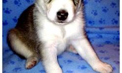 2 Siberian Husky Puppies For Sale. $450.00 They will be vet checked, have their needles and dewormed. 1 female and 1 male. They have blue eyes and are really cuddly,friendly and playful. Call Jessica @ 902-224-7131