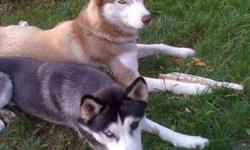 Puer-bred Husky puppies for sale, different colors, different eye colors, blues and brown and a combo of both, boys and girls ... mom and dad on site.. puppies are 3 weeks old so eye color and markings are still changing but all are as cute as buttons...