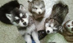 A loving home is needed for these adorable, socialized, Husky pups. Vet checked, first shots done, Father is a registered Siberian, Mother is a Siberian/Malamute. 3 males and 2 females are available.