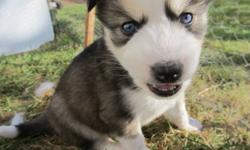 beautiful husky puppies, most have blue eyes, perfect health, vet checked, with their first needles and de-wormed, great temperament,both parents on site to view.