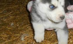 Lovable Husky pups for sale
Awesome Temperaments
Great with Children
Will be ready to go by the end of January.
If you are interested in picking out your favorite puppy please
email or call.
House 780-698-0003
Cell 780-206-7843