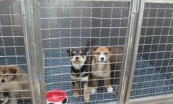 Rescue puppies, about 10 wks old, husky X, 3 girls, one 3.5 legged boy. Spayed, neutered, dewormed, first vaccines (need 2 more boosters and rabies). Need socialization, a bit shy but they love people. Can be outdoor dogs as adults. 3legged boy may need
