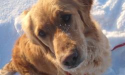 Hi there,
     I am offering my three year old, Golden Retriever named Molly. She is a purebred, CKC Registered, with hip and eye certification. My family and I breed golden retrievers and as a pup, Molly came back to us because she was too hyper for the