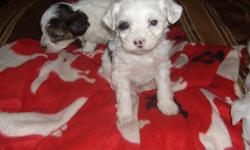 Chinese crested powder puff puppys, 4 boys left ready on the 12th of jan. Come for a look and meet these beautiful boys. Will be vet checked with shots up to date and de worming. Please email for phone number and questions.
Thanks