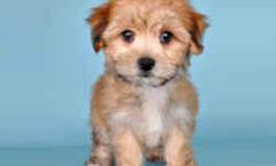 Why wait ??Christmas is here!!
 
TEACUP MORKIES AND TEACUP YORKIE POO PUPPIES
 
2 LITTERS NICE SELECTION
YORKSHIRE TERRIER X POODLES-3 TO 4 POUNDSFULLY GROWN
 
MALTESE X YORKSHIRE TERRIERS-5 TO 6 POUNDS FULLY GROWN
SOME MICRO SIZES STILL AVAILABLE