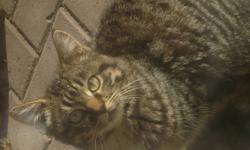 We are a litter of 3 kittens who have been happily living in this nice lady's garage with lots of yummy food. Life was good until it started to get cold. (Mojito is a white spotted tabby with lots of spark. Mickey is reserved, but likes to watch the
