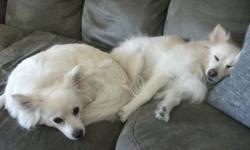 We have two miniture American Eskimo X Pomeranian sister dogs looking for a new loving home. They are 3 years old and in very good health, they have regular vet checks and all shots up to date. They are no spayed and the vet says they are good for