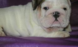 These are the most incredible English bulldog puppies you have ever seen!
We have males and females ready to go now!
There are very few left, hurry now before they're gone.
With Christmas just around the corner, they make an excellent gift!
All of these