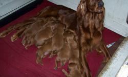 Irish setter puppies, CKC registered, health garanties, dual type.
Sire is show champion and dame is hunting champion line from New Zealand.
Exceptional temperament!!
1 male left, 2 females.
Ready to go.
Ask for Diane    306-638-2251