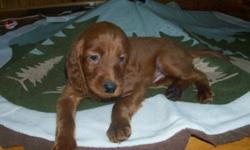 Beautiful Irish Setter pups for sale - will be ready to go for the holidays!
We have 1 female and 3 males still available. They come from CKC and AKC registered parents, and are guaranteed for hip dysplasia and inheritable eye problems. All pups will be