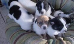 Lovely, cuddly litter of  Mix Jack Russel/Aussie Shepherd.  Ready to go by the middle of January, 2012.  Three males and four females.
  CALL     1 705 887 2491