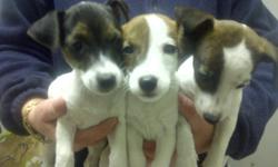 2 Female Jack Russell Terriers for sale. They had 2 shots and de-wormed. The one in the middle sold. Please contact me by email or phone for any questions you might have.