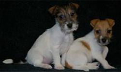 We have both male and female Jack Russel Terriers available for sale, both smooth and rough coat. They are vaccinated, including kennel cough vaccine, and have been dewormed regularly. SPCA License # .....0623