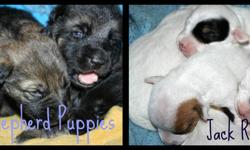 2 Seperate Litters
 
$250 Jack Russell Puppies, Tri colour, brown,black. Tails are docked and dew claws removed.
There are 3 Males and 4 Females. Short hair and short legs, the mother is shorter than the typical jack and the father stands 1/2 inch taller