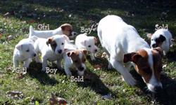 $250 Jack Russell Puppies,
Born September 25th - Ready Nov 25th
 
Tri colour, brown, black.
 
 Tails are docked and dew claws removed. There are 3 Males and 4 Females.
 
Short hair and short legs, the mother is shorter than the typical jack and the father