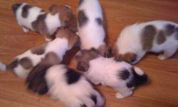4 Boy and 2 Girl Jack Russell Puppies $400.00
The puppies will have their first check-up and needle and be dewormed.
Puppies grow to be 15-18lbs. They are very smart, friendly and great with kids.
All 4 boys are white and brown, the 2 girls are white and