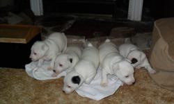 one girl 3 boys, all are pure white(one) and have one spot on head. mom on site (lolita lap dog size) mom is kitty litter/ outside trained. stud near by( A class stud and pure white) very quiet not jumpity. Tails docked and vet checked. ready to go Jan