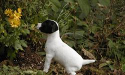 Salishan Terriers is offering 4 adorable puppies for sale.
These pups range from rough/broken to smooth coats. They are happy, healthy and will leave here with first shots, a sales contract, health guarantee and pedigree.
I have been breeding JRT's for 25