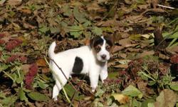 Salishan Terriers is offering 3 puppies for sale. We have a tri color male, a Black & white male and a predominately white female with some ear coloring. These pups have smooth to lightly broken coats, they are happy, healthy and will leave here with