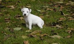 Salishan Terriers is offering 3 adorable puppies for sale.
These pups range from rough/broken to smooth coats. They are happy, healthy and will leave here with first shots, a sales contract, health guarantee and pedigree.
I have been breeding JRT's for 25