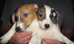 pure breed jack russell puppies $100. 1 female 5 males. 11 weeks old. healthly. tails and dew claws still attached. on soild food and drink water. ready to train and learn name. in merlin.
1st pic two full body spotted males
2nd pic two spotted only on