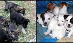 2 Seperate Litters
 For more info Call 519-693-0879 or email
 
$250 Jack Russell Puppies,
Born September 25th - Ready Nov 25th
 
Tri colour, brown, black.
 
 Tails are docked and dew claws removed. There are 3 Males and 4 Females.
 
Short hair and short