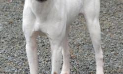Salishan Terriers has a tri color smooth coat gorgeous male Jack Russell for sale. He is not neutered. He is friendly with people & other dogs, absolutely happy, energetic, athletic & very well socialized. He has high drive & is very fast, this dog would