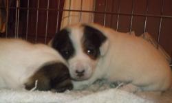 Two gorgeous, purebred, female Jack Russell puppies for sale. Come from champion blood lines- great conformation, and perfect markings for show. Both parents are well socialized and have lovely dispositions. Puppies are well socialized and have been