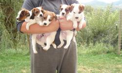 ADORABLE JACK RUSSELL PUPPIES
                           1....FEMALE..........4...MALES   
     9 WEEKS OLD THIS SATURDAY OCT 15TH..........READY TO GO
 MOTHER...SOLID ROCK KENNELS........SPOKANE
 FATHER...SALISHAN KENNELS..............WHITE ROCK
