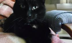 This jet black teenaged cat (formerly named Yolanda, now known as Jasmine) came to us from an unthinkable situation where she and her identical mother Yokomo, were living in squalor in a low-cost rental apartment.
Now that she?s had a few months in a