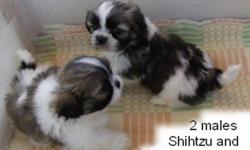 Jatzu puppies, a cute name given to the hybrid cross of Japanese Chin and Shih Tzu.  Mom is a 10-11 pound Shih Tzu, non shedding and very friendly, dad is a black & white Japanese Chin, 8 pounds, very playful.  Both parents are pure, so this is a first