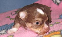 Bruno (Chocolate/tan/white male) is the LAST Long Coat CKC Reg'd Chihuahua that will be born this year. The next litter of Long Coat pups will be born in the Spring of 2012. Visit our WEB SITE at www.joneschihuahuas.com to learn more about us and Bruno.