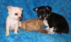 Visit our web site to learn more about Margarita (female black tri) and Novio (White/cream male) on our web site and watch their You Tube videos as well at www.joneschihuahuas.com