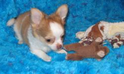 VISIT OUR WEB SITE at www.joneschihuahuas.com to learn more about Benito our long coat CKC Reg'd Chihuahua male pup.
More pictures on my web site. www.joneschihuahuas.com