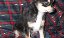 VISIT OUR WEB SITE to learn more about Carlos, our long coat CKC Reg'd Male Chihuahua pup at www.joneschihuahuas.com and please read through our web site before contacting us so many of your questions will be answered.