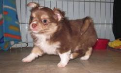 VISIT OUR WEB SITE BEFORE CONTACTING US PLEASE. READ THROUGH THE WEB SITE AND THEN CONTACT US WITH YOUR QUESTIONS. www.joneschihuahuas.com
Bruno is our CKC Reg'd Long Coat male Chihuahua pup. He is a outgoing little fluff ball. He loves everyone he meets.