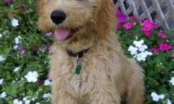 Chai Kennels has a new litter of Goldendoodles.
All our puppies come home raised and very well socialized.  24 month health gurarentte, microchipped, vacinated, and with a puppy package.
Both parents are CKC registered and on site loving visitors.
Pups