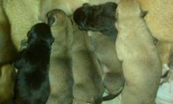 Five beautiful mixed breed pups, will be ready to go around December 19th just in time for Christmas. Parents are/where all up to date, mom available to veiw.
 
-First pic is the puppies at a day old, all are in great health and had no complications.