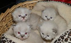 WE HAVE 7 BEAUTIFUL RAGDOLL KITTENS  JUST IN TIME FOR CHRISTMAS.  THEIR COLORS ARE COMING IN EVERYDAY AND THEY ARE SO BEAUTIFUL.  IF YOU ARE INTERESTED, PLEASE EMAIL ME AND WITH A DEPOSIT I WILL HOLD ONE UNTIL IT IS READY TO GO.  OUR LITTER OF 7 IS DOWN