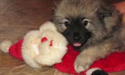 Excellent Mom has had her very first litter and one girl still looking for her perfect family.
These little Keeshond is plump and full of beans.
Their Dad is a handsome charmer as well.
Keeshond are known as the Smiling Dutchman and the Dutch Barge Dog.