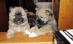 Here's a new rare cross..Allow us to introduce these first ever special designer Keesmo puppies. They are the best spitz family cross between a miniature american eskimo Dad and a keeshond Mom. Loving, intelligent and gentle, they are meant for kind