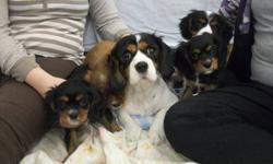 We have a beautiful litter of 4 King Charles Cavalier Puppies available to go to their new homes.  They have been vet checked, vaccinated and dewormed.  There are two males and two females.  Mom is on site and she is a tri-colour.  Dad is a blenheim.