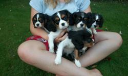 We have 5 beautiful King Charles Cavalier Spaniel puppies available to go to new homes.  There are 4 females and 1 male.  They have been seen by the vet and have been given their first vaccinations and have been dewormed.  They are great with kids and