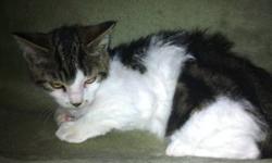 Hi, my name is Abel. I am a foster kitten. I am being taken care of by a wonderful lady right now but have had a very rough life. I am about 10 weeks old. I was found under an abandoned house in Cardston. No one was feeding me or taking care of me. If I