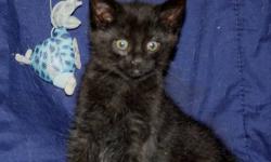 1 kitten to give away.
Female, black, litter box trained.
Very cute & playful.
Ready to go .  Will deliver to Tisdale or Melfort.
Dec 14, 11--- Still have kitten. Looking for good home.