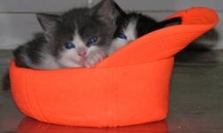 two female one male kitten. friendly and litter trained.long haired