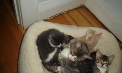 Hi kijiji people I have 3 kittens who are going to be 7 weeks on Oct. 6 2011weeks old  and were born august 18 2011 this year they will be sold with first set of shots vet checked dewormed and vet record and some food they are healthy and happy little