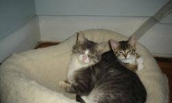 Hi kijiji people I have 3 kittens who are 7 weeks tomorrow  on Oct. 6 2011weeks old  and were born august 18 2011 this year they will be sold with first set of shots vet checked dewormed and vet record and some food they are healthy and happy little