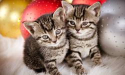 Cute kittens to give away for free.
Call Sam 780-750-6116