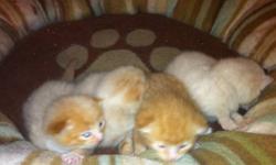 I have 4 adorable kittens. All 4 are male. They were born on the 1st of september and are ready to go now... Completley litter box trained. If you see this add at least one kitten is still available. Please only serious inquiries.
This ad was posted with
